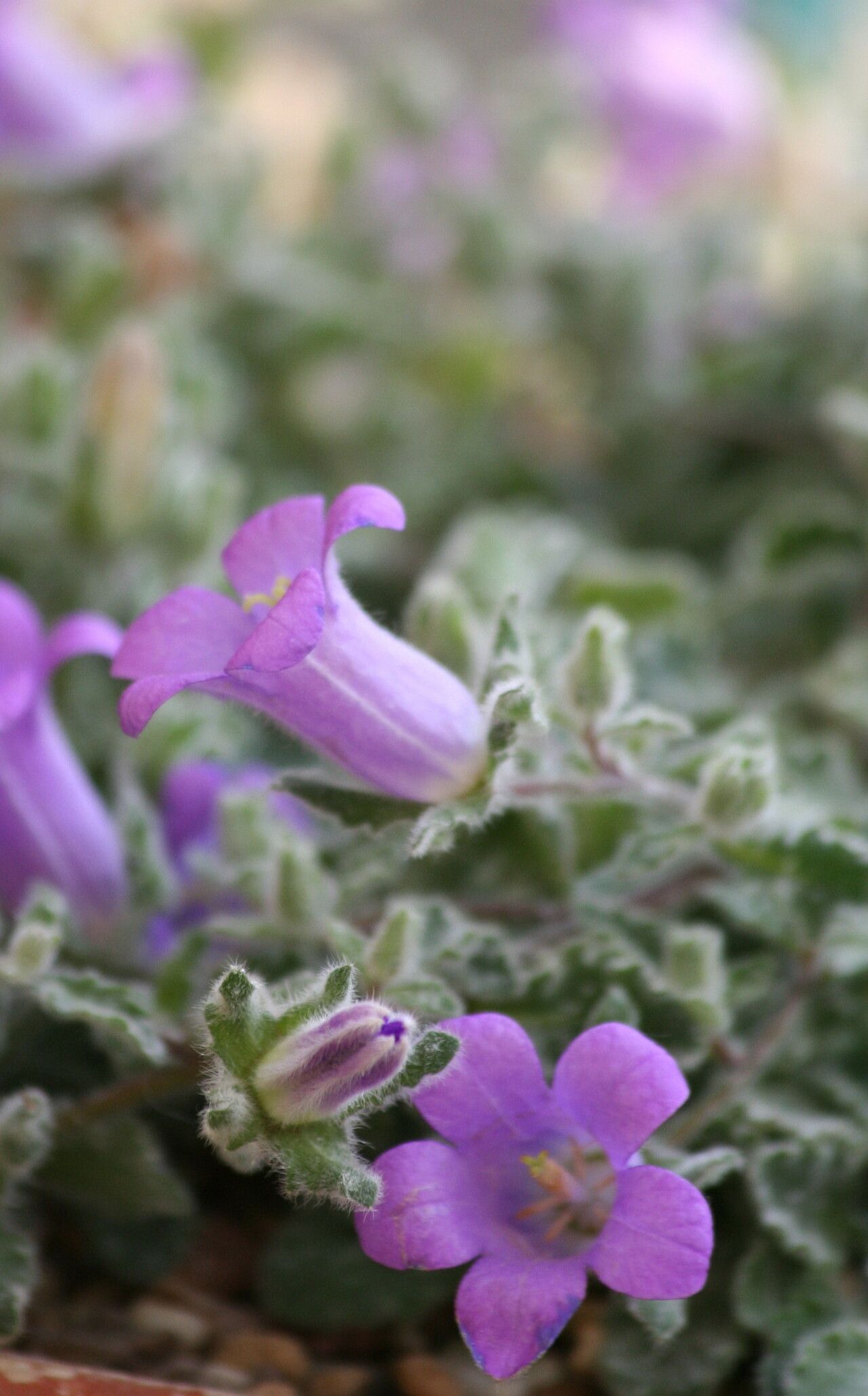 Campanula pelia flower