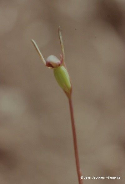 Orthoceras strictum fruit