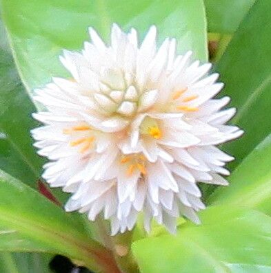 Alternanthera aquatica flower