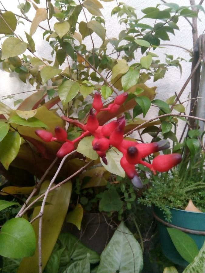 Aechmea nudicaulis fruit