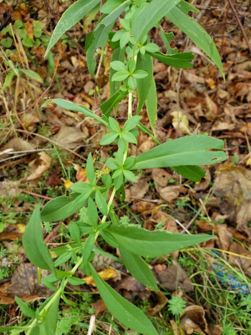 Doellingeria umbellata