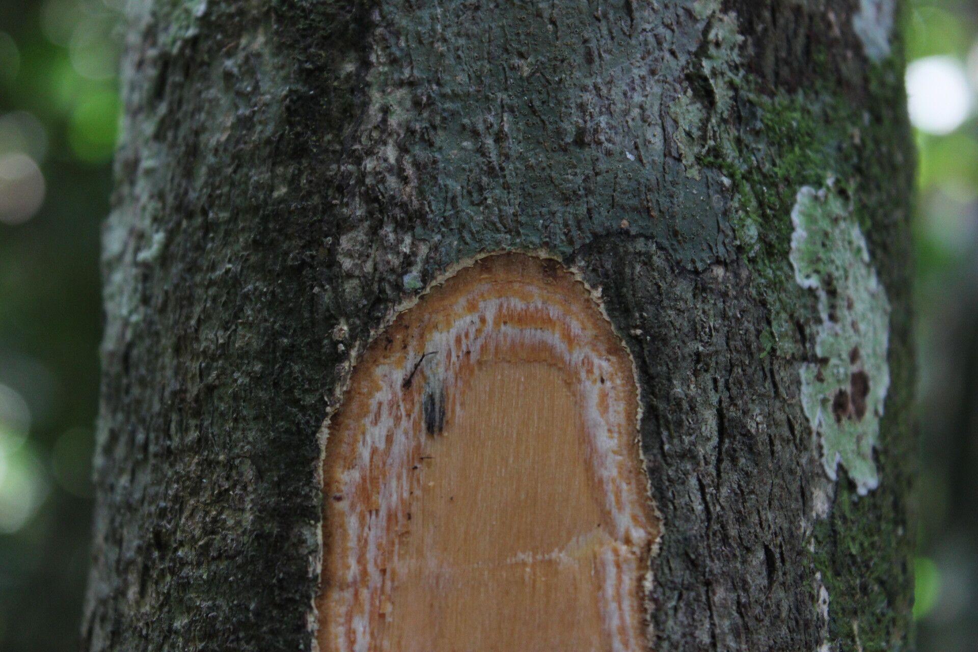 Rinorea oblongifolia bark