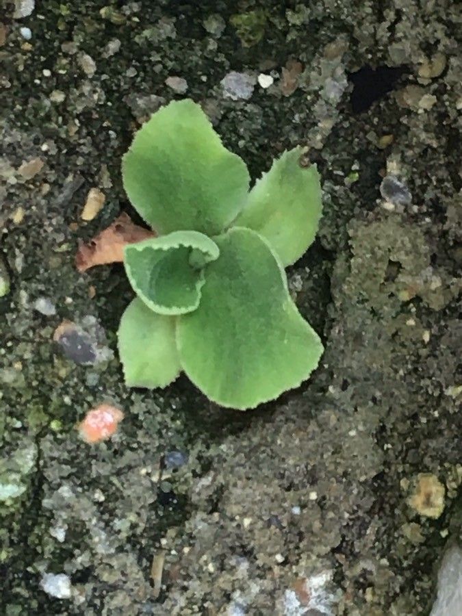 Primula palinuri — search result for 'Primula'