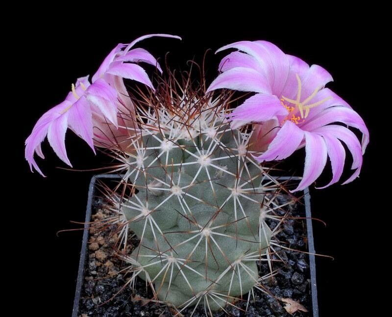 Cochemiea schumannii habit