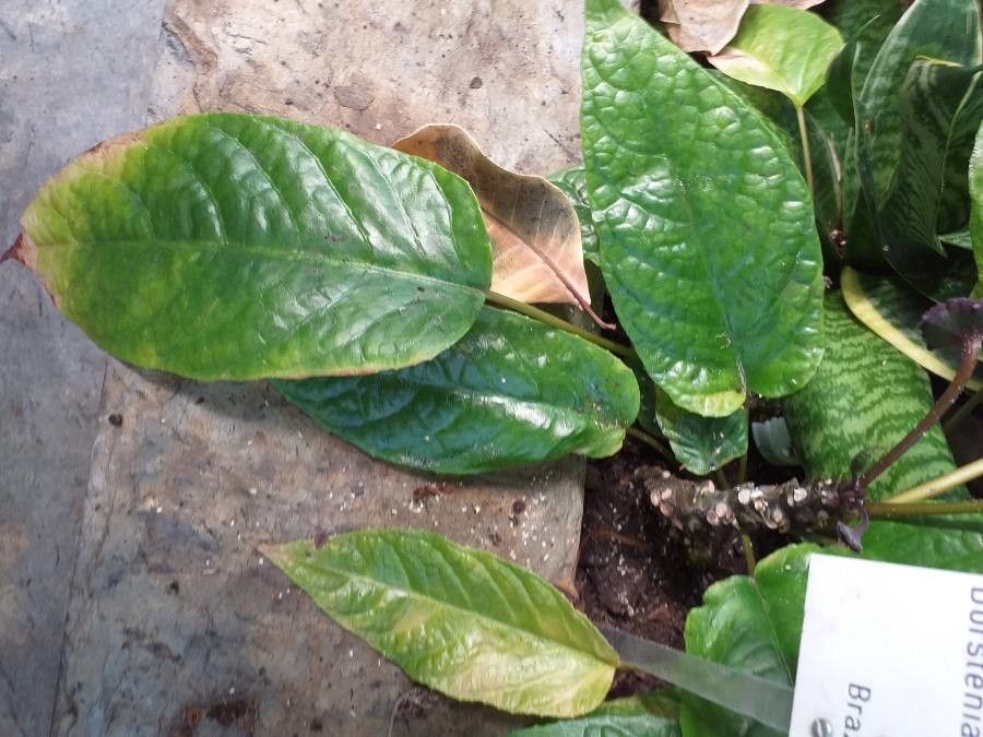 Dorstenia elata — search result for 'Moraceae'