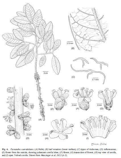 Pycnandra caeruleilatex — houseplant care guide