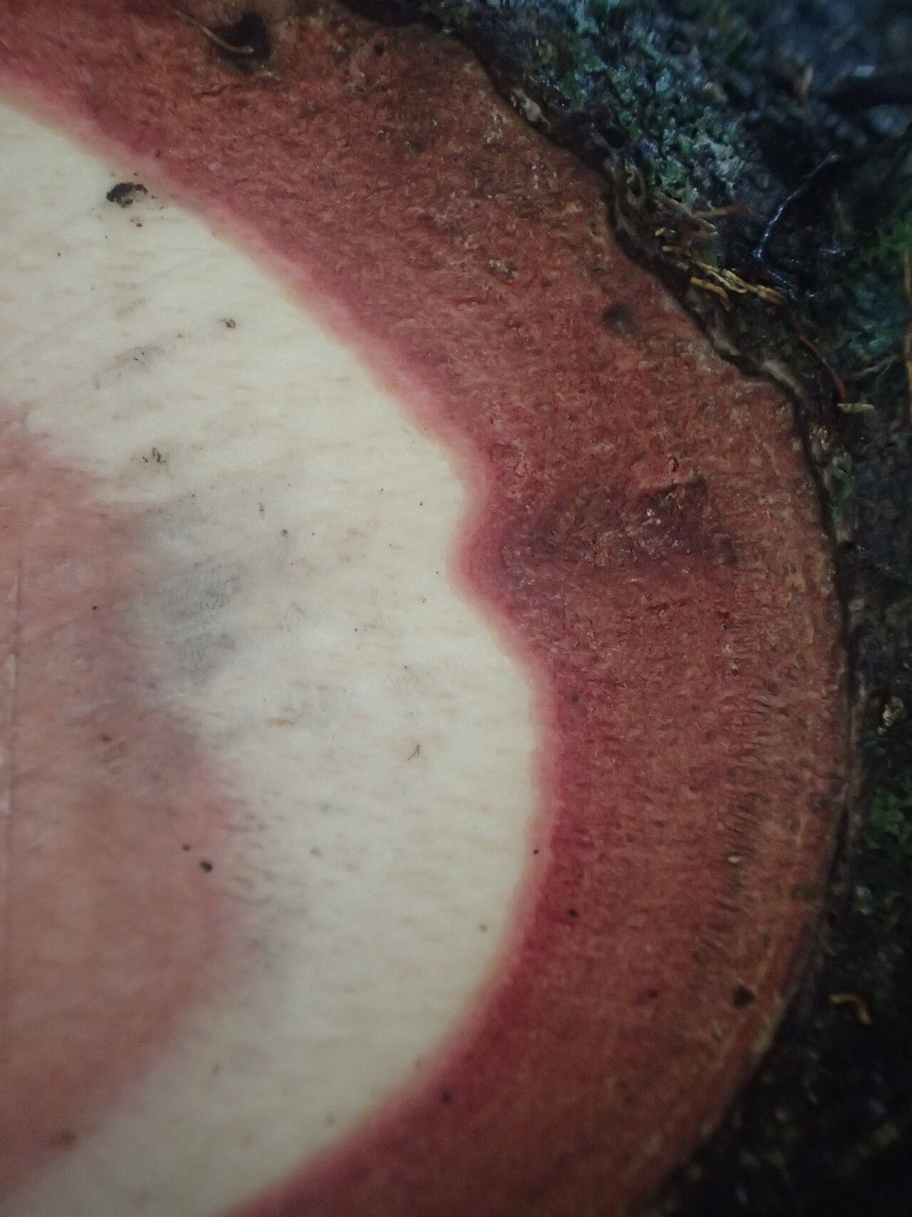 Diospyros kamerunensis bark