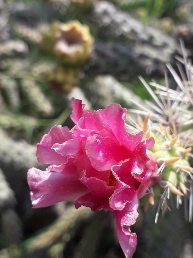 Cylindropuntia rosea flower