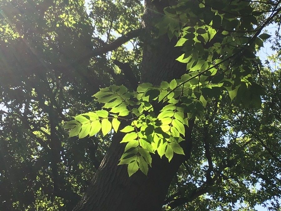 Picrasma quassioides habit