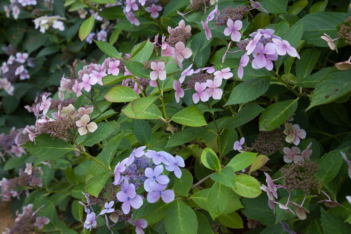 Hydrangea serrata flower