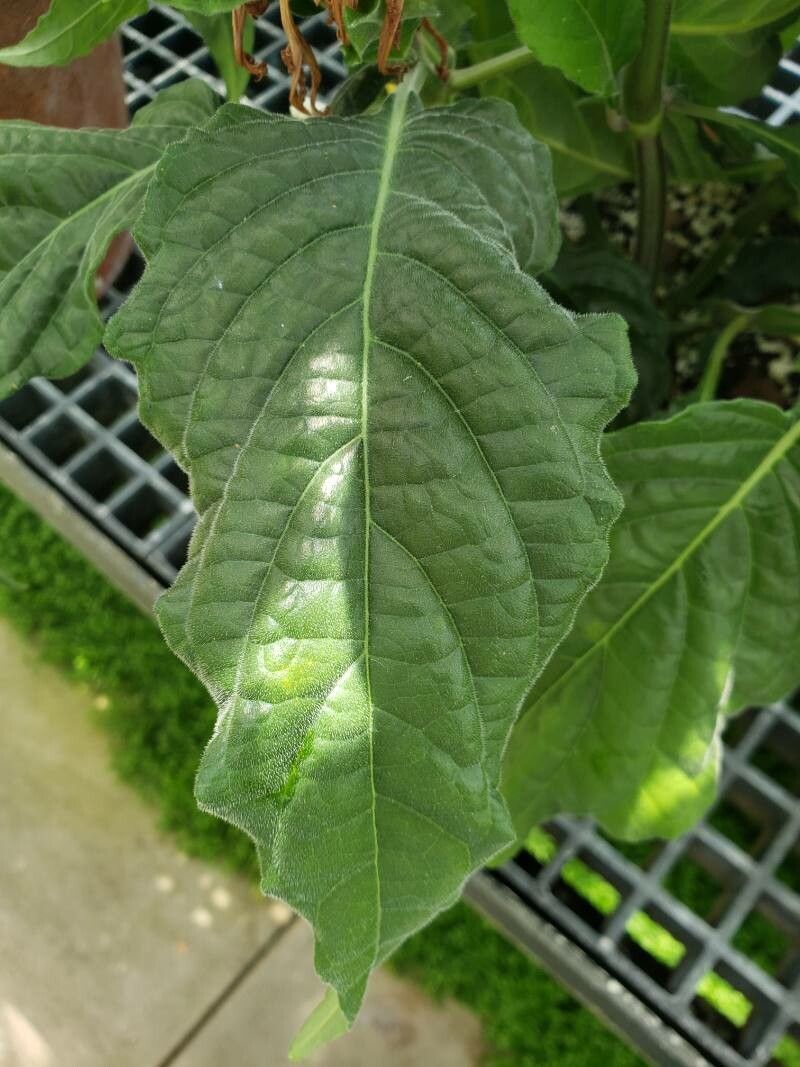 Justicia aequilabris leaf