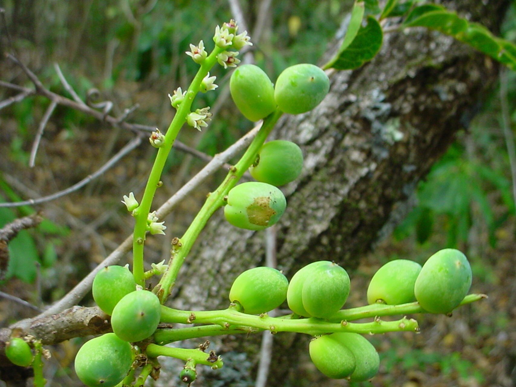 Euroschinus obtusifolius fruit