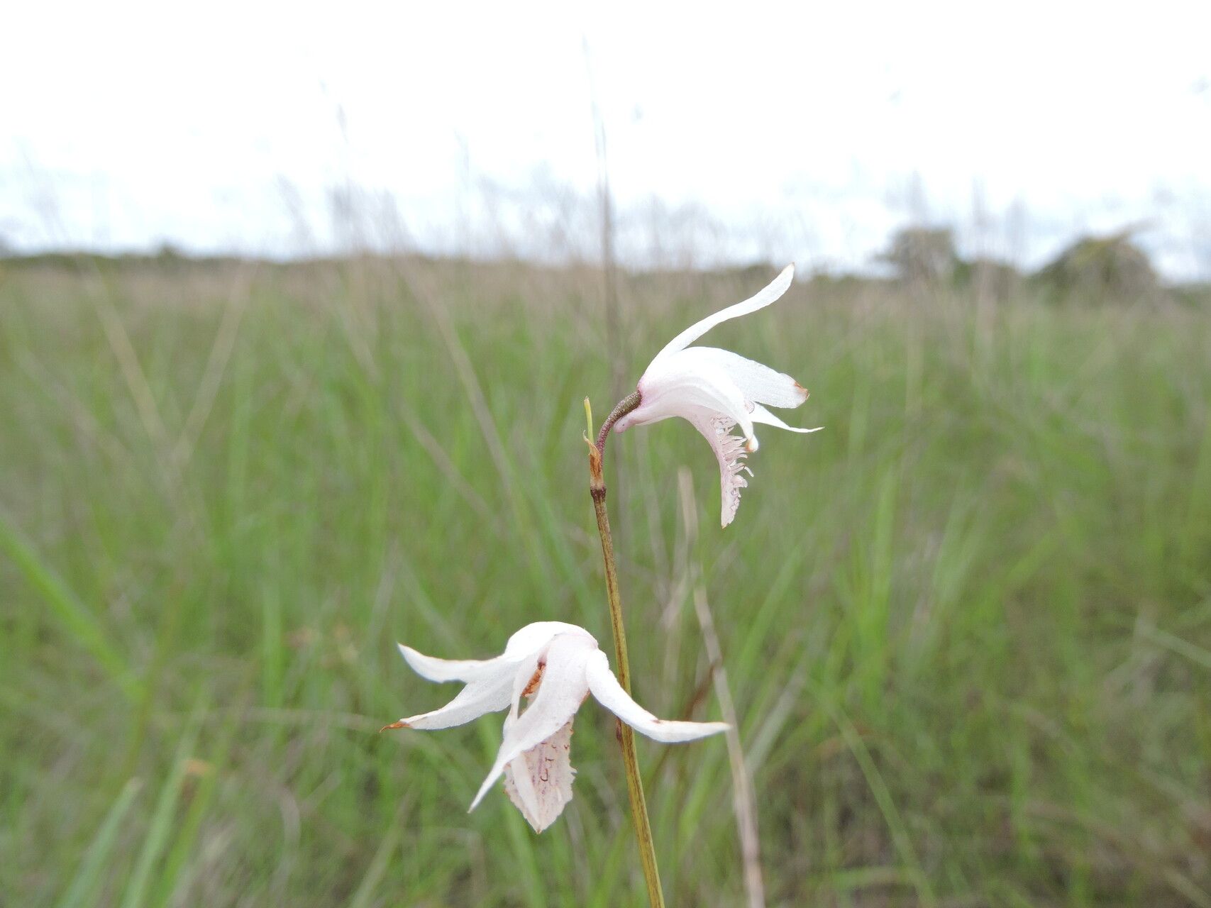 Eulophia trilamellata — houseplant care guide