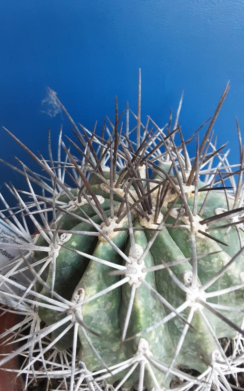 Ferocactus lindsayi other