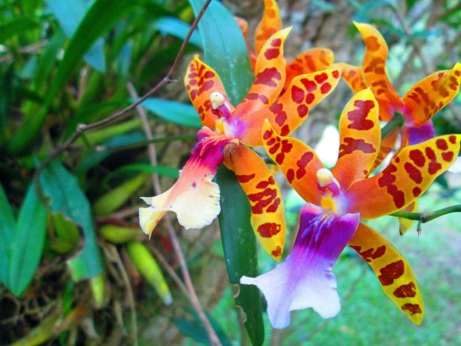 Miltonia clowesii flower