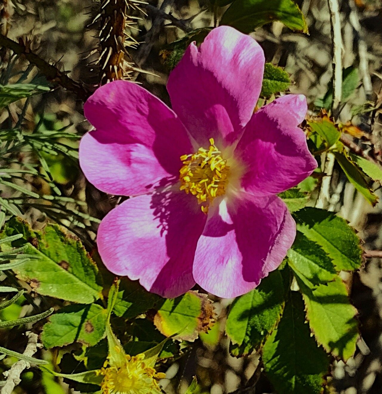Rosa arkansana flower