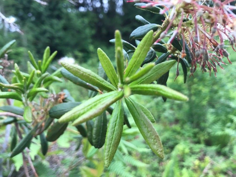 Rhododendron columbianum — search result for 'Labrador'