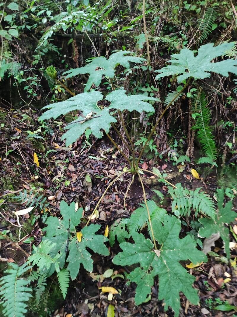 Gunnera talamancana leaf