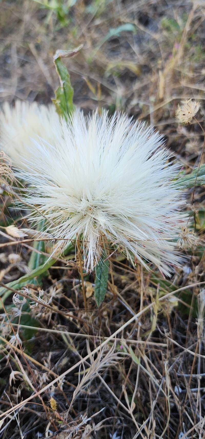 Jurinea carduiformis fruit