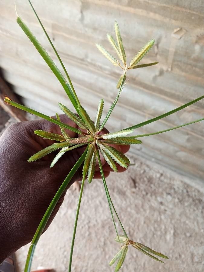 Cyperus sphacelatus bark