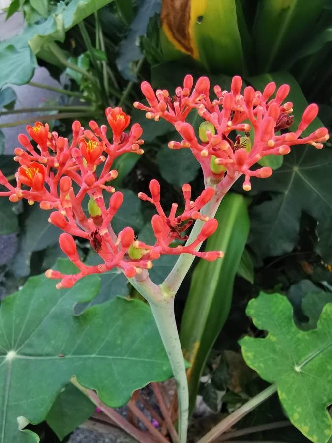 Jatropha podagrica flower