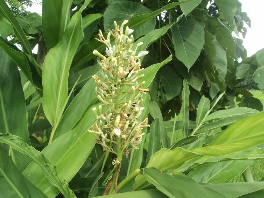 Alpinia galanga flower
