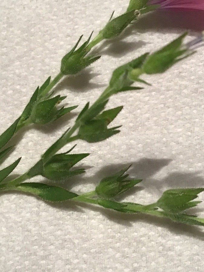 Linum viscosum fruit