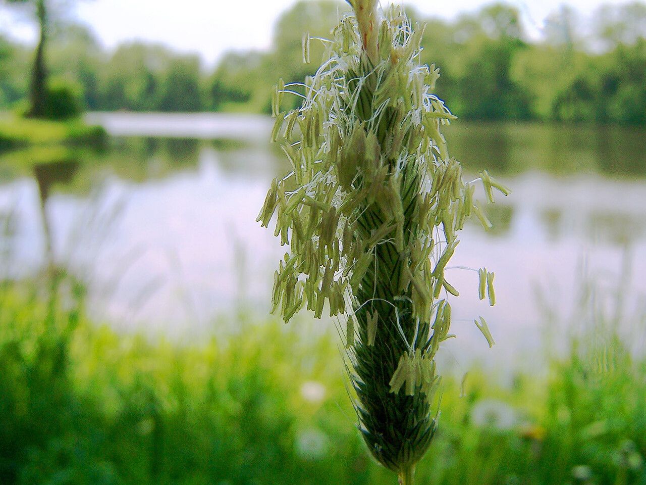 Phalaris coerulescens flower