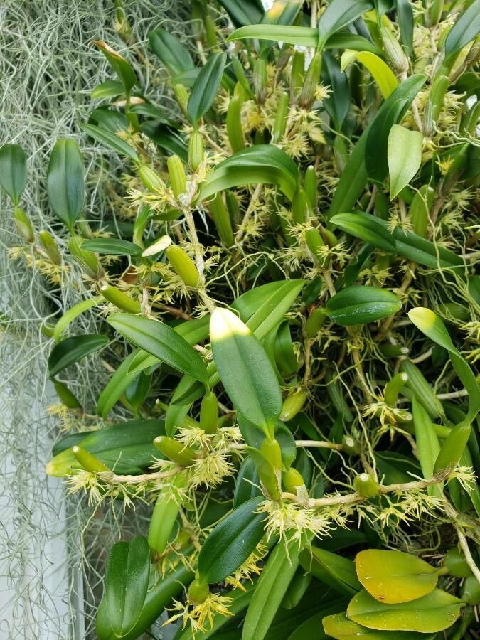 Bulbophyllum saltatorium habit