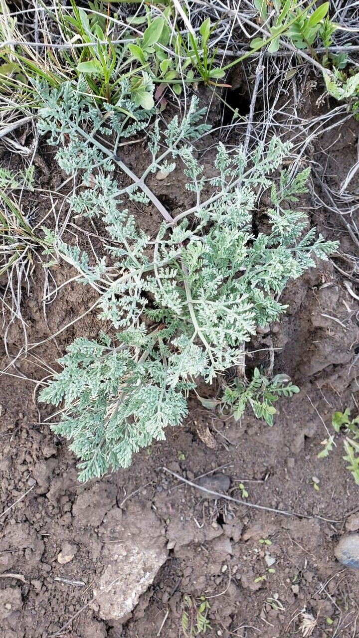 Lomatium foeniculaceum — houseplant care guide