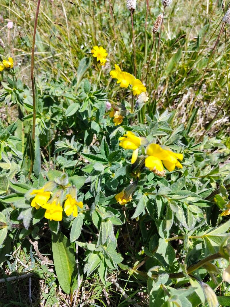 Thermopsis alpina habit