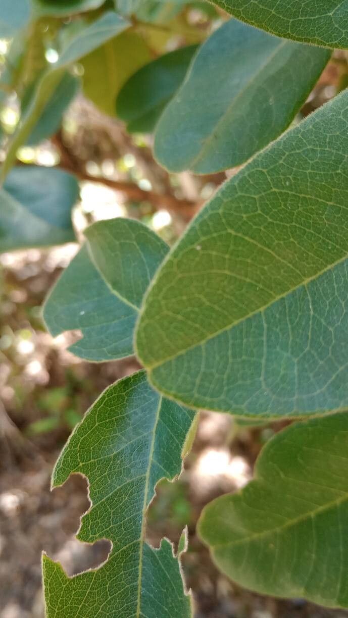 Enterolobium gummiferum habit