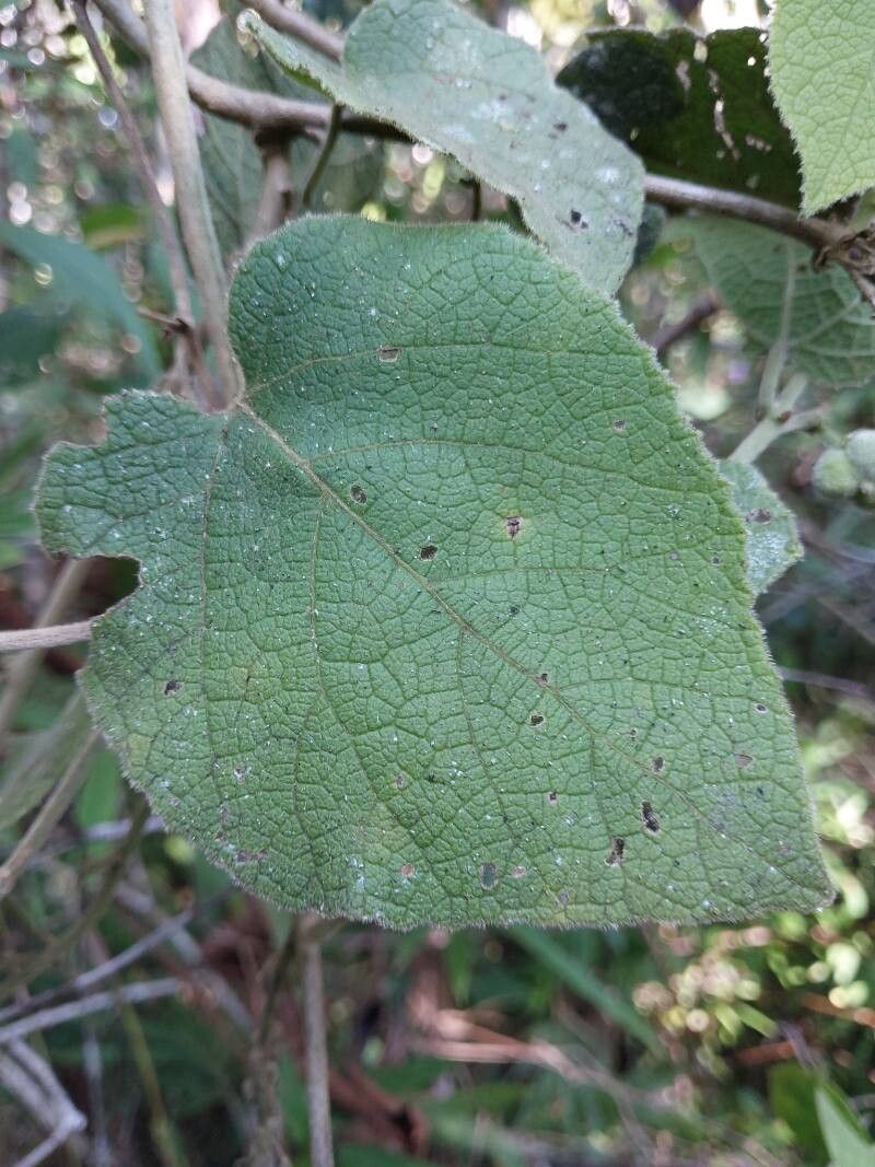 Acalypha urophylla — houseplant care guide