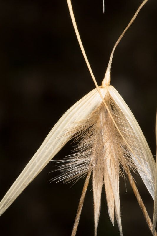 Avena fatua fruit