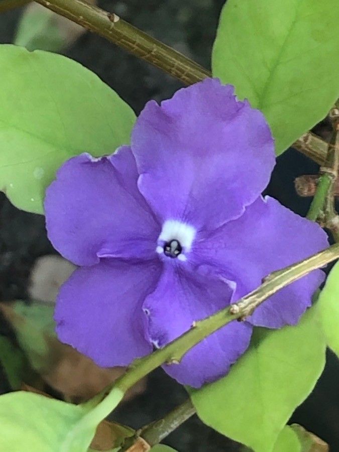 Brunfelsia pauciflora flower