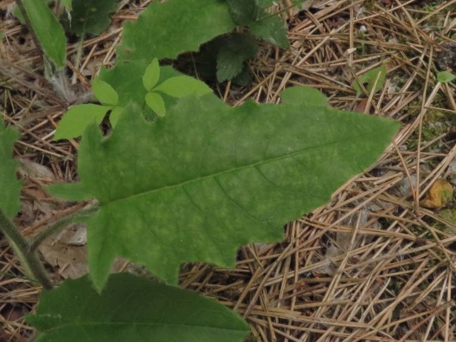 Hieracium vulgatum leaf