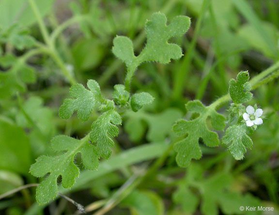 Nemophila pulchella — search result for 'Nemophila'