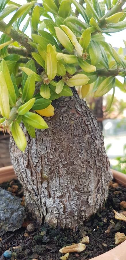 Pachypodium bispinosum bark