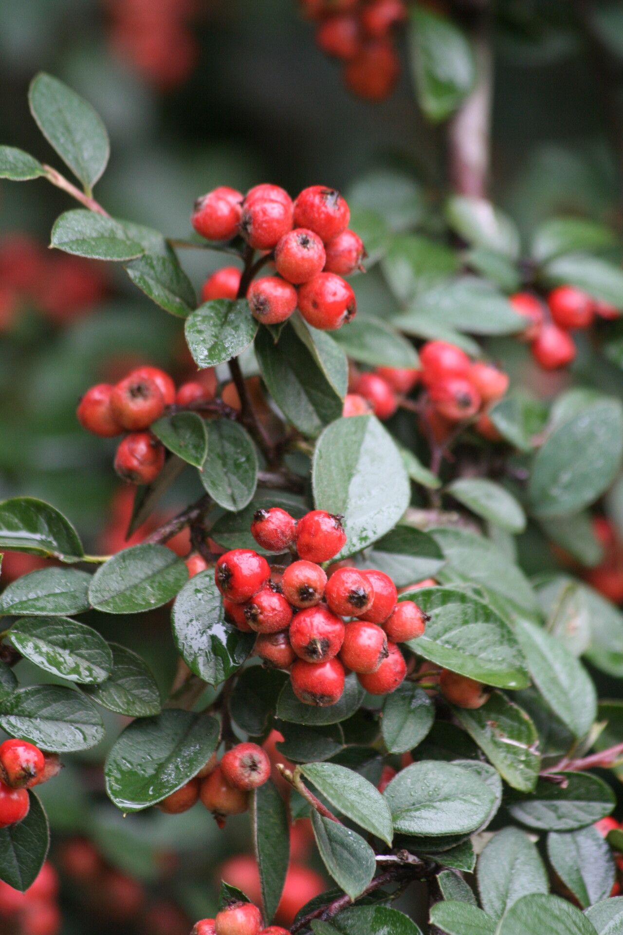 Cotoneaster poluninii fruit
