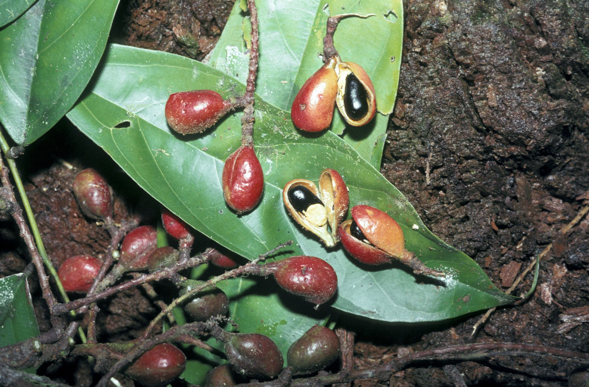 Connarus erianthus fruit
