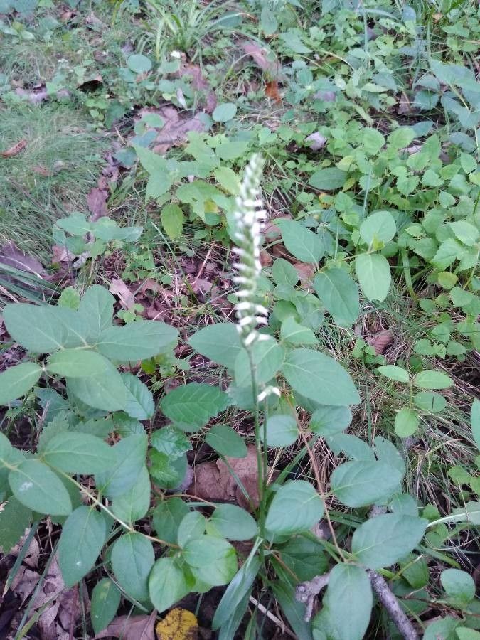 Spiranthes ovalis flower