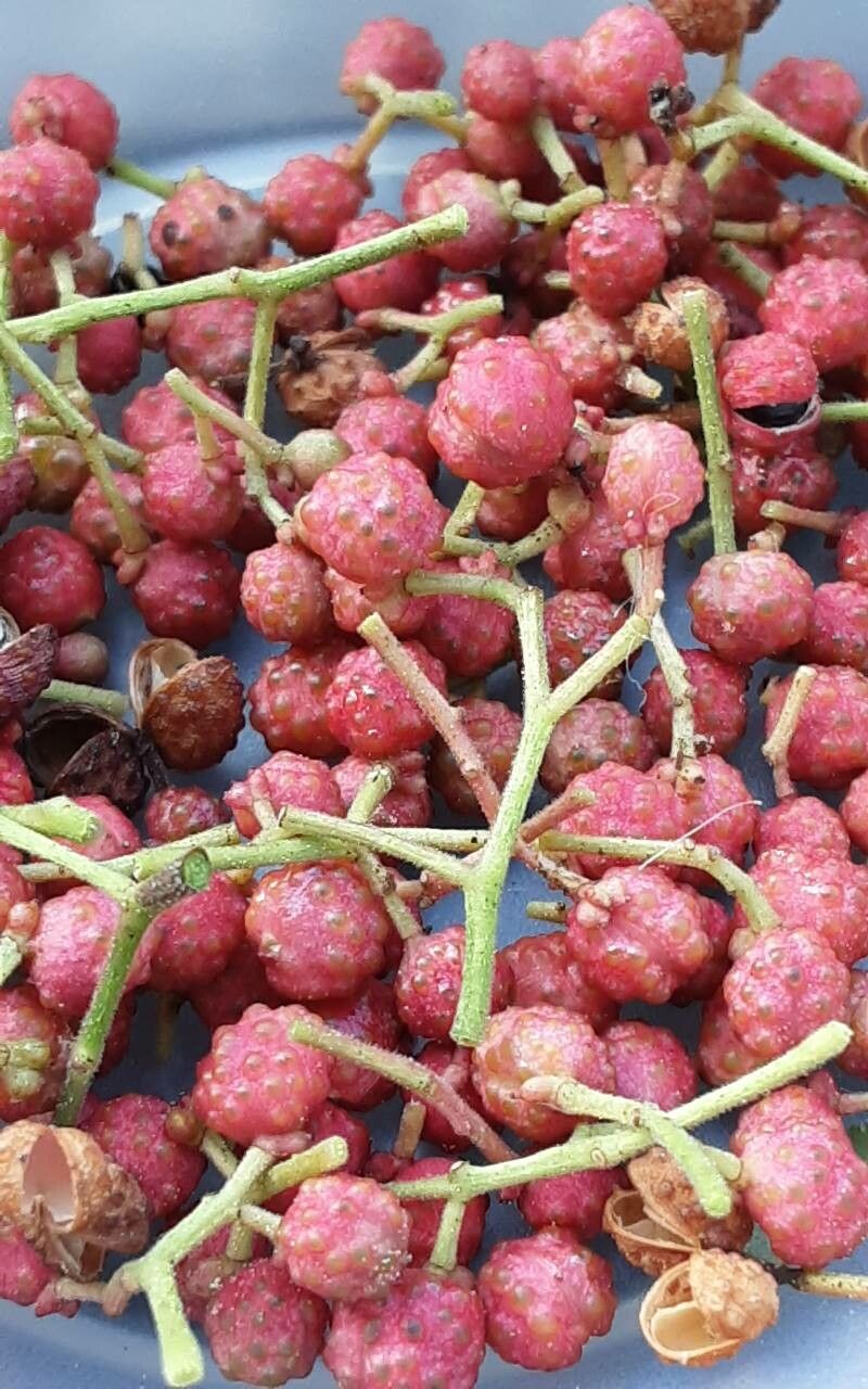 Zanthoxylum piperitum fruit