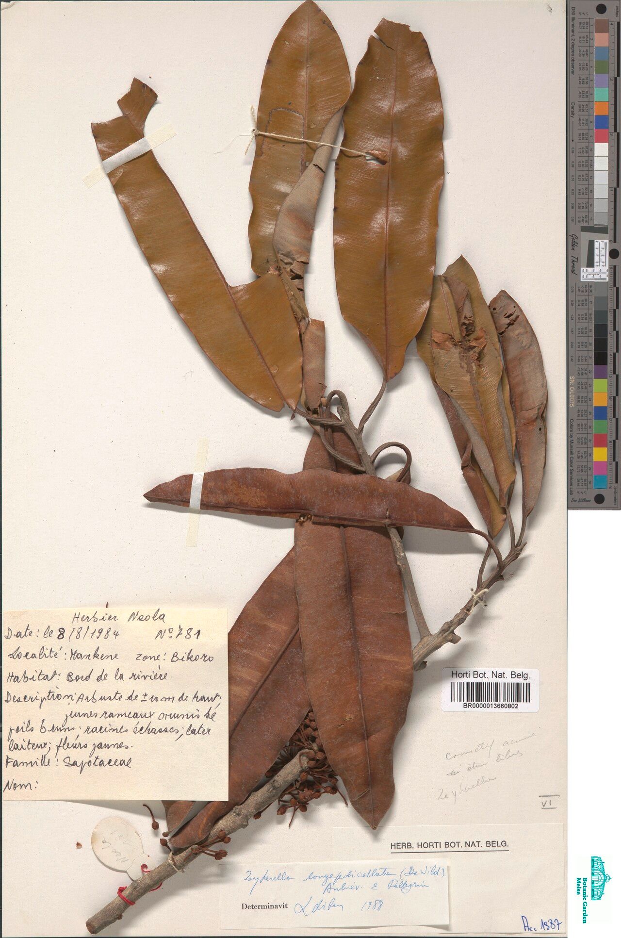 Englerophytum longepedicellatum — houseplant care guide