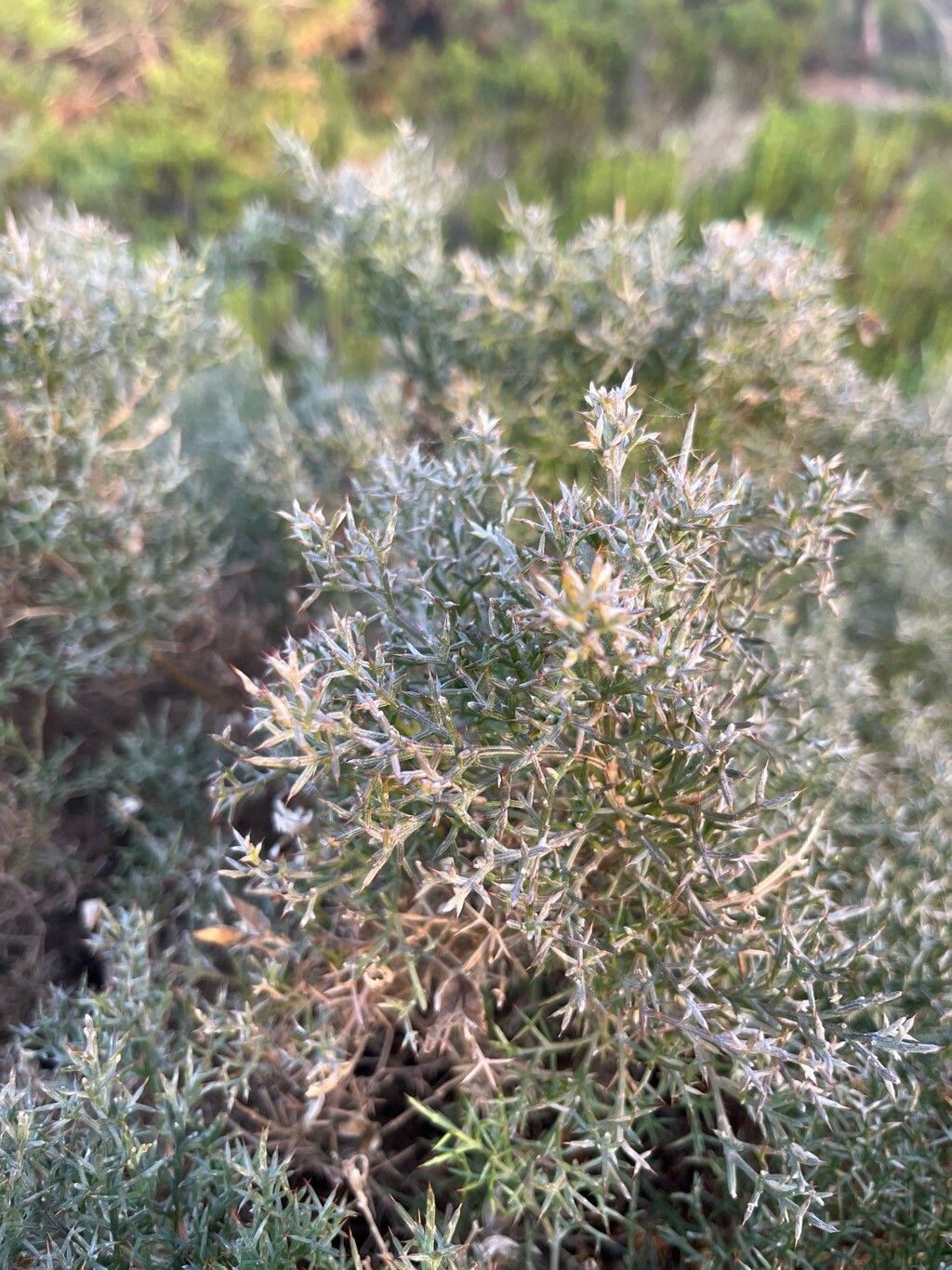 Ulex argenteus — related species from the same genus