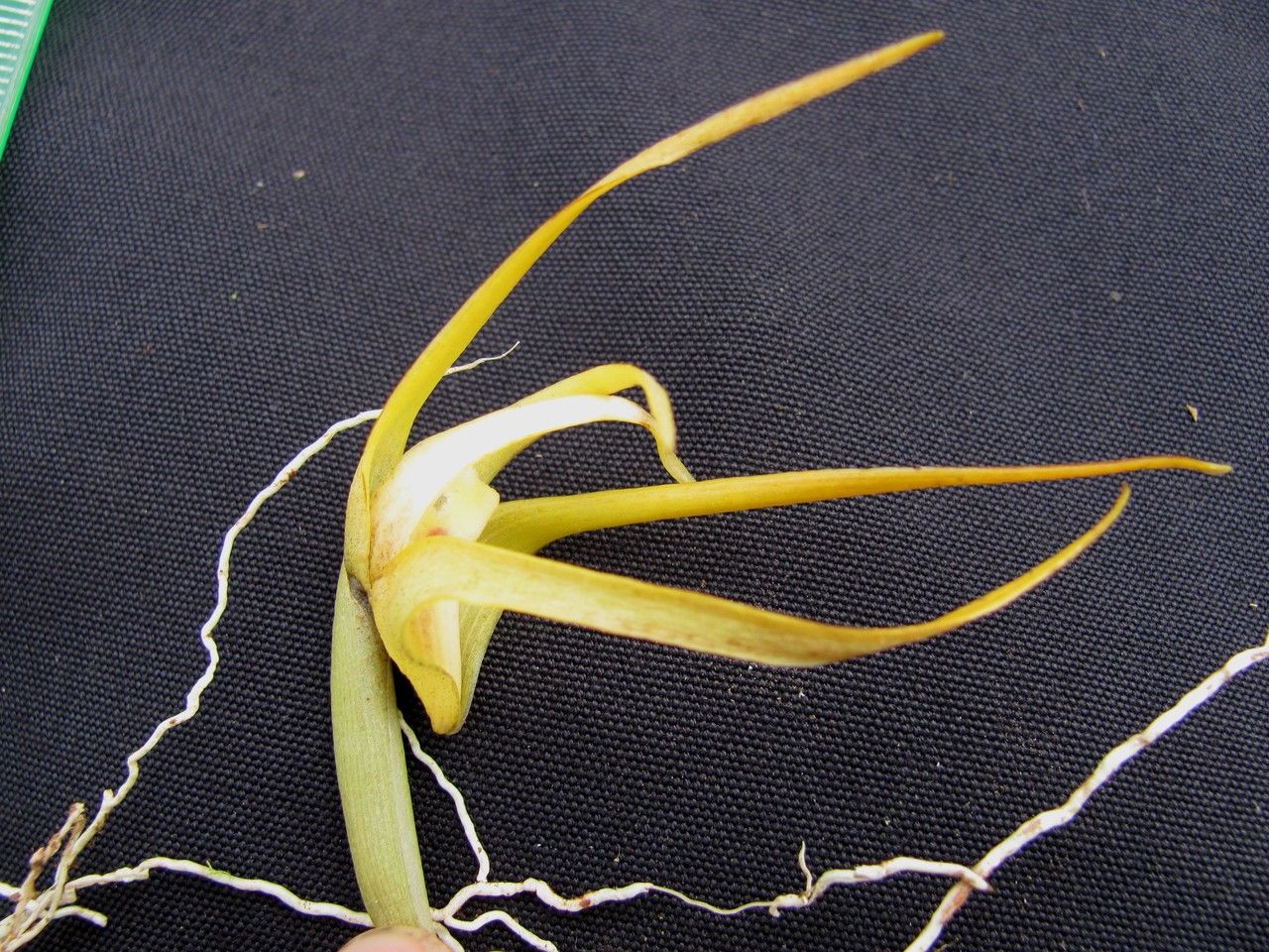 Maxillaria reichenheimiana flower