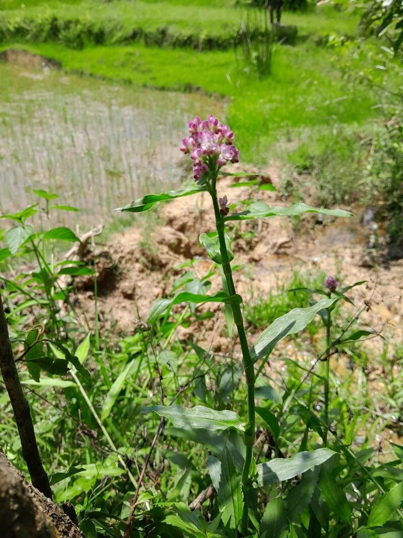 Floscopa glomerata habit