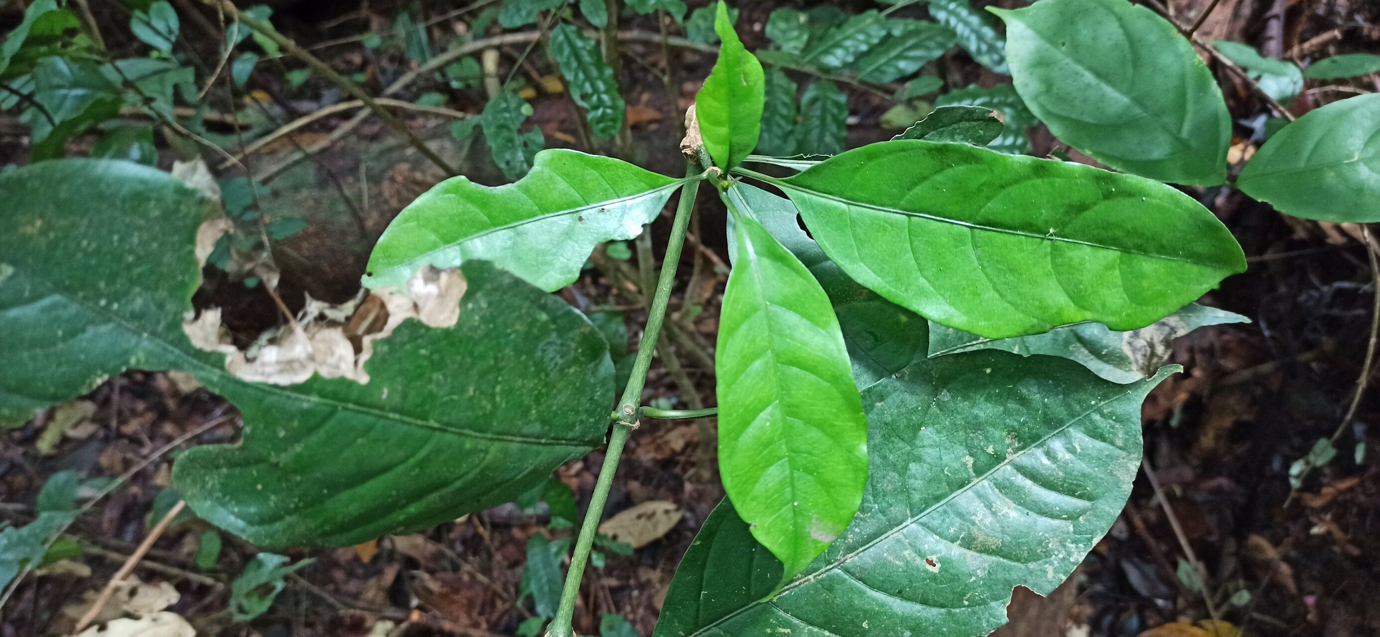 Chassalia cristata — houseplant care guide