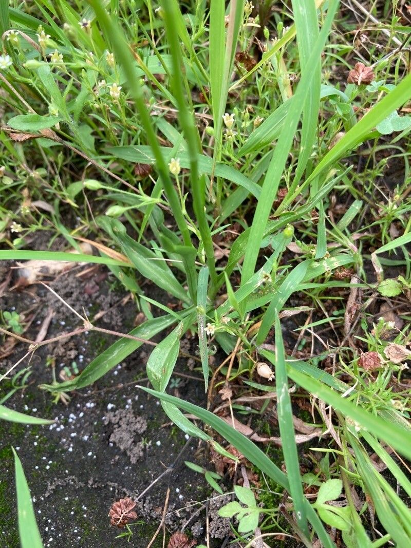 Spiranthes sinensis — search result for 'Spiranthes'