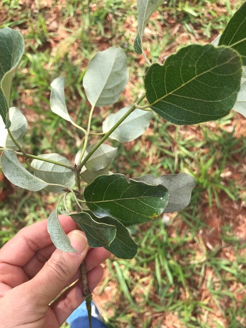 Cordia glabrata — search result for 'Cordia'