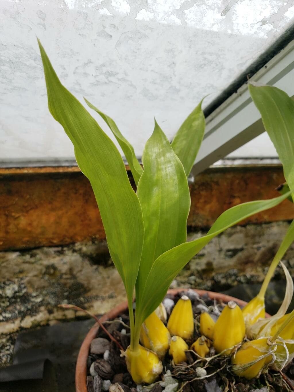 Gongora batemanni — related species from the same genus